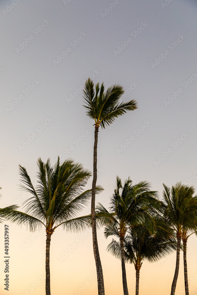 Palm trees in Hawaii before sunset.