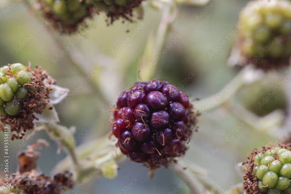 berries growing in summer on blackberry vine berries growing in summer on blackberry vine