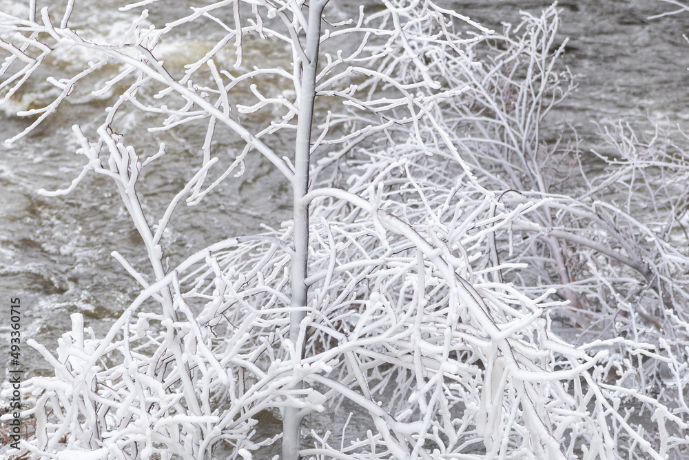 An abstract of trees covered in white snow. The twigs, branches, and shrubs are white and textured from ice crystals, hoar frost, and icicles. The stormy conditions make a fluffy wintery scene. An abstract of trees covered in white snow. The twigs, branches, and shrubs are white and textured from ice crystals, hoar frost, and icicles. The stormy conditions make a fluffy wintery scene.