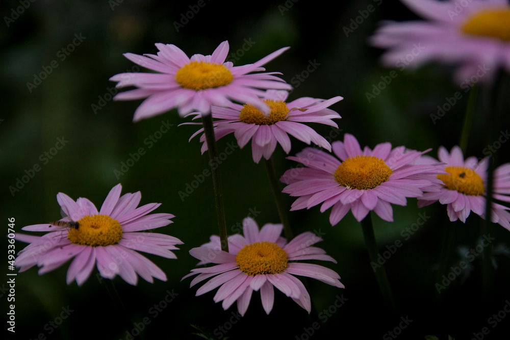 pink and white daisies pink and white daisies