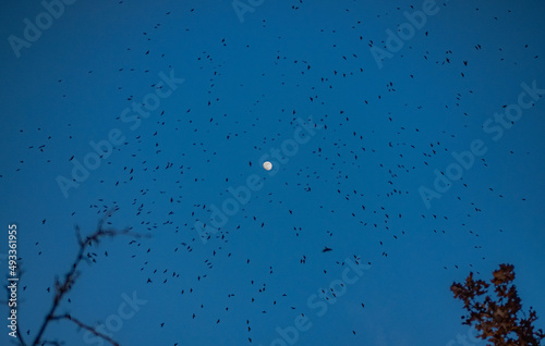 Huge Flock of Birds Around the Moon at Night
