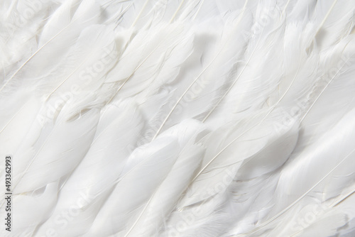 Textured seamless pattern of white soft feathers