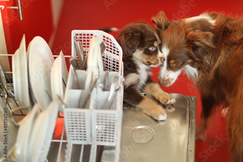 Mini Aussie