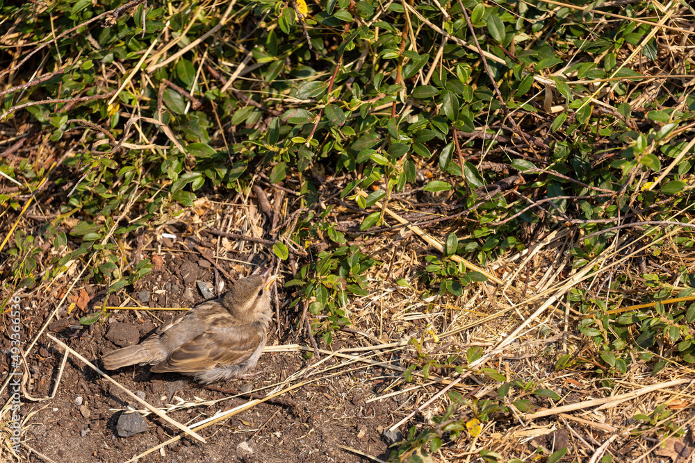 sparrow searching grass and weeds in summer sparrow searching grass and weeds in summer