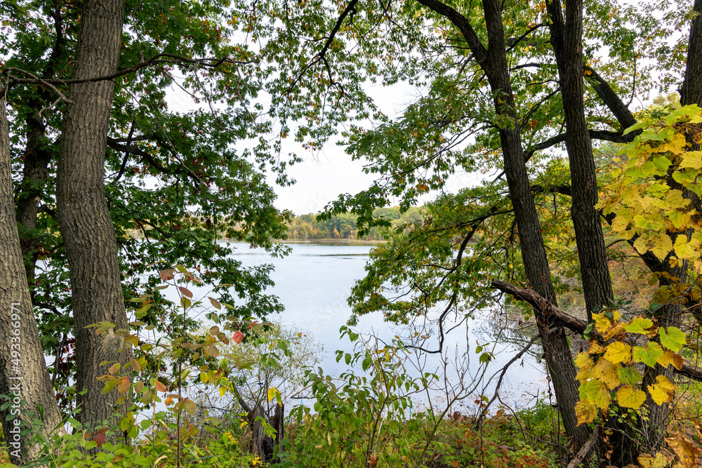 Obraz premium View of a lake in the forest through some trees in the Summer