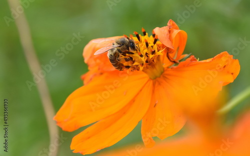 Orange poppy flower