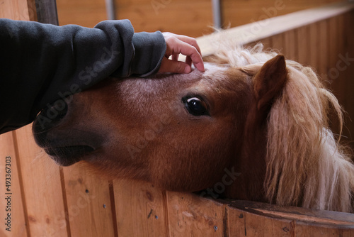 Closeup cute little pony