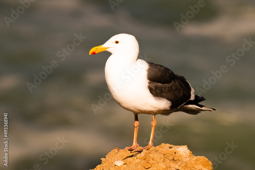 seagull on the beach