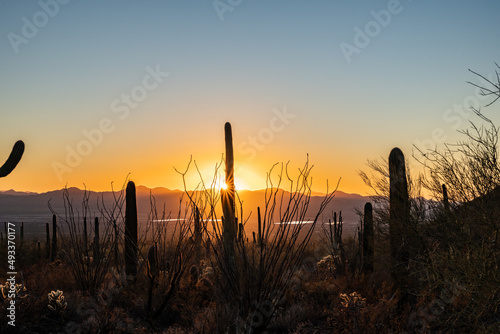 Sunburst Through Saguaro Cactus and Ocatillo At Sunset photo