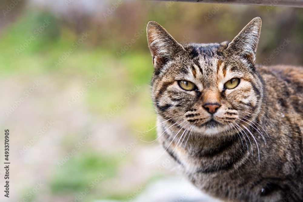 portrait of a cat portrait of a cat