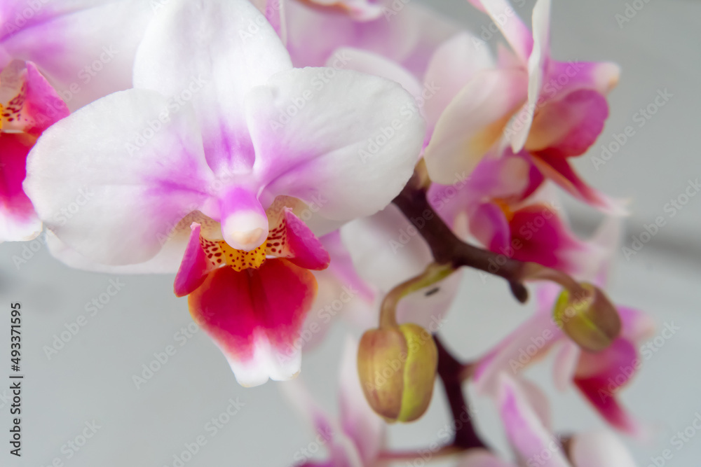 Phalaenopsis orchid flower, butterfly orchid, it is also called alevilla orchid and mouth orchid
Phalaenopsis orchid flower, butterfly orchid, it is also called alevilla orchid and mouth orchid