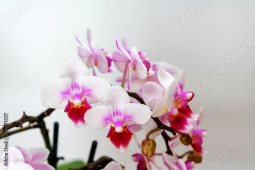 Phalaenopsis orchid flower, butterfly orchid, it is also called alevilla orchid and mouth orchid
 photo