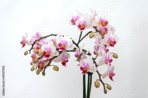 Fototapeta Naklejka Na Ścianę i Meble -  Phalaenopsis orchid flower, butterfly orchid, it is also called alevilla orchid and mouth orchid
