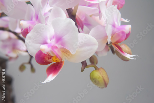 Phalaenopsis orchid flower  butterfly orchid  it is also called alevilla orchid and mouth orchid 