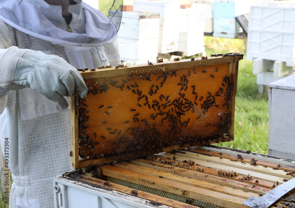 Closeup image of bee hive with honey, bees and frames Closeup image of bee hive with honey, bees and frames