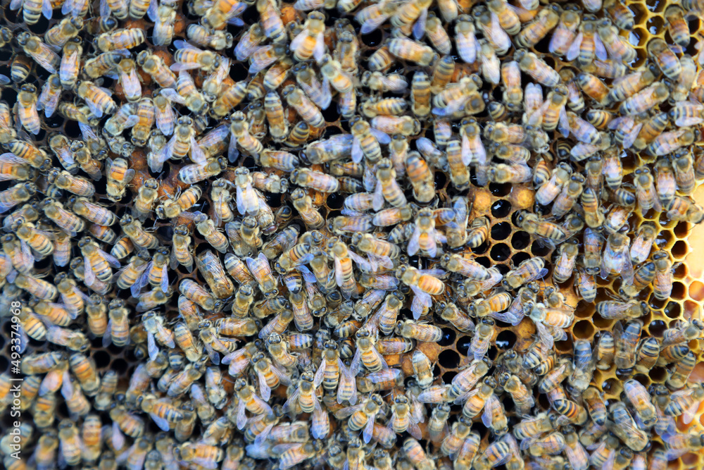 Closeup image of bee hive with honey, bees and frames Closeup image of bee hive with honey, bees and frames