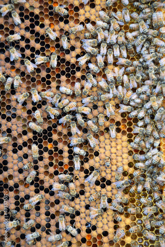 Closeup image of bee hive with honey  bees and frames