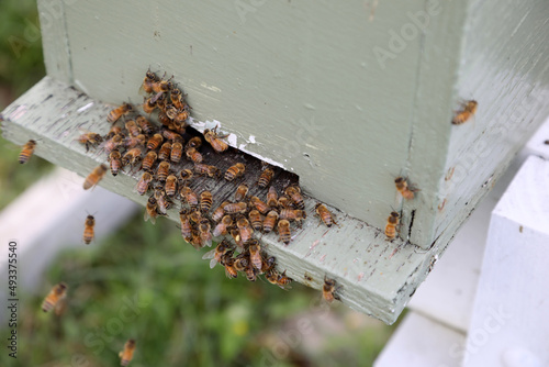 Closeup image of bee hive with honey, bees and frames