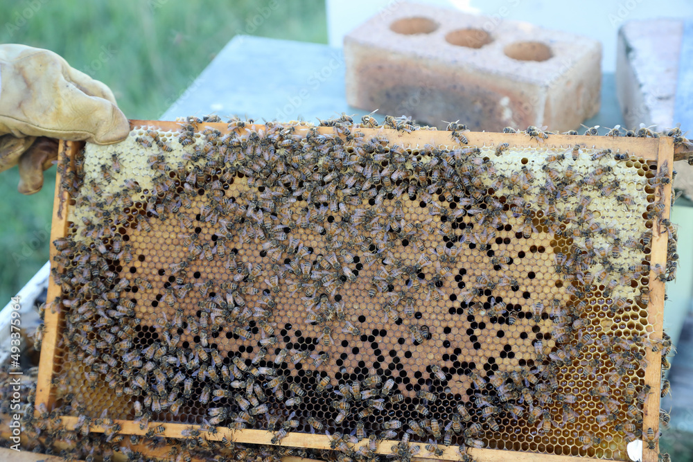 Closeup image of bee hive with honey, bees and frames Closeup image of bee hive with honey, bees and frames