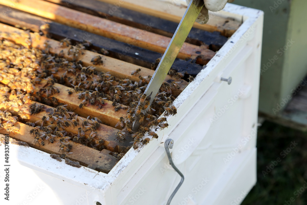 Closeup image of bee hive with honey, bees and frames Closeup image of bee hive with honey, bees and frames