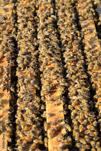 Closeup image of bee hive with honey, bees and frames