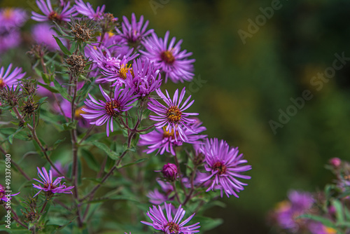 New England Aster