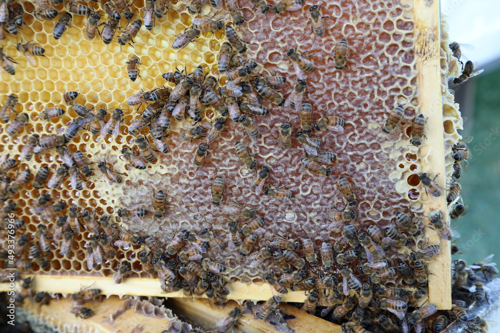Closeup image of bee hive with honey, bees and frames Closeup image of bee hive with honey, bees and frames