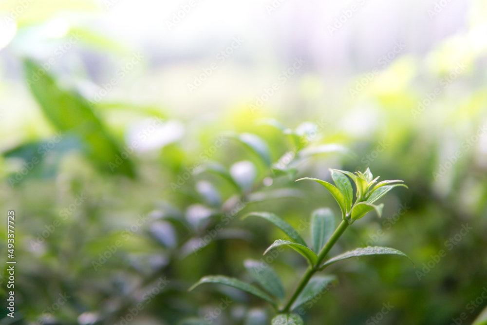 Fresh green leaves and branch of tree, Beautiful leaves green foliage. Fresh green leaves and branch of tree, Beautiful leaves green foliage.