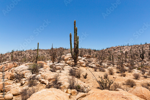 Desert with cacti and eroded rocks with a mountain photo
