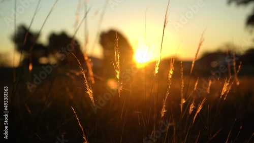 Illuminated Grass With Road Traffic During Sunset In Shallow Depth Of Field. Defocused Shot