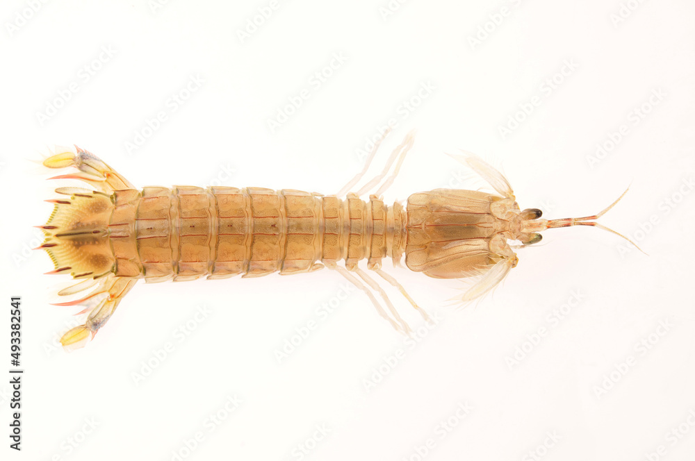 On a white background of del piero shrimp, a kind of Marine organisms, edible mantis shrimp