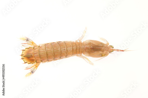 On a white background of del piero shrimp, a kind of Marine organisms, edible mantis shrimp
