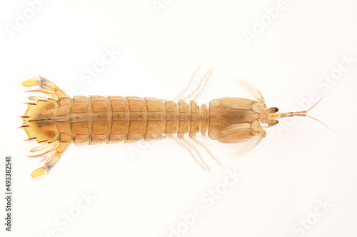 On a white background of del piero shrimp, a kind of Marine organisms, edible mantis shrimp