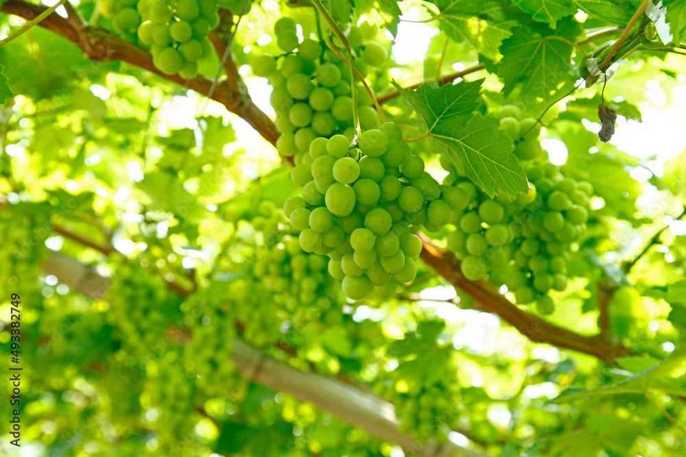 The vineyard The vineyard