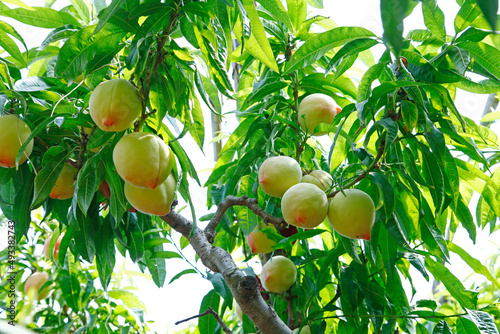 Organic peaches on tree branch