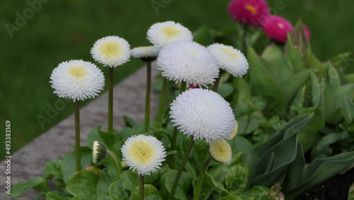 Beautiful Bellis perennis the daisy a common European species of Asteraceae family photo