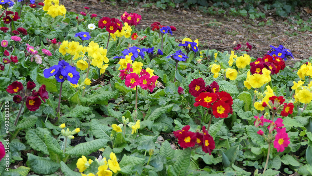 Beautiful mix of colourful Primroses in flowerbed in spring