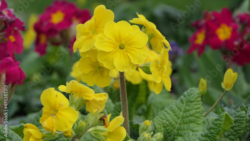 Beautiful mix of colourful Primroses in flowerbed in spring photo