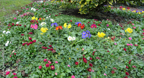 Beautiful mix of colourful Primroses in flowerbed in spring photo