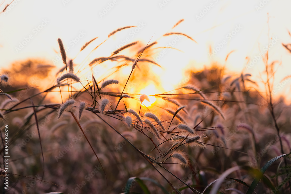 Obraz premium Fountain grass or Feather grass close up ,sunset sky evening