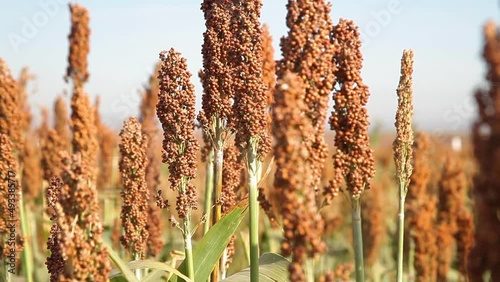 Close Up espiga de sorgo photo