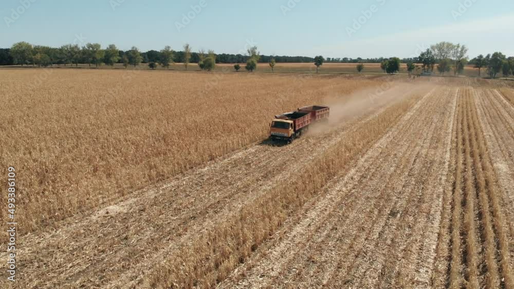 a truck with a trailer drives through a yellow field of corn. High quality 4k footage a truck with a trailer drives through a yellow field of corn. High quality 4k footage