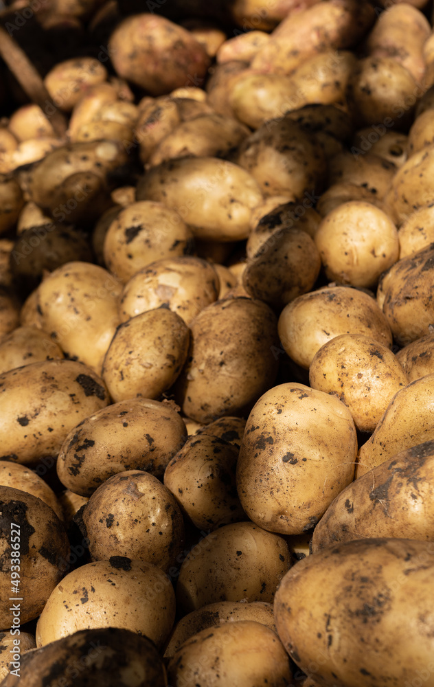 Fresh young potatoes as texture background, potatoes on the food market. Dramatic light Fresh young potatoes as texture background, potatoes on the food market. Dramatic light