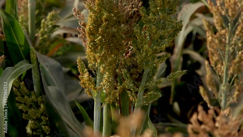Espiga de Sorgo tilt up