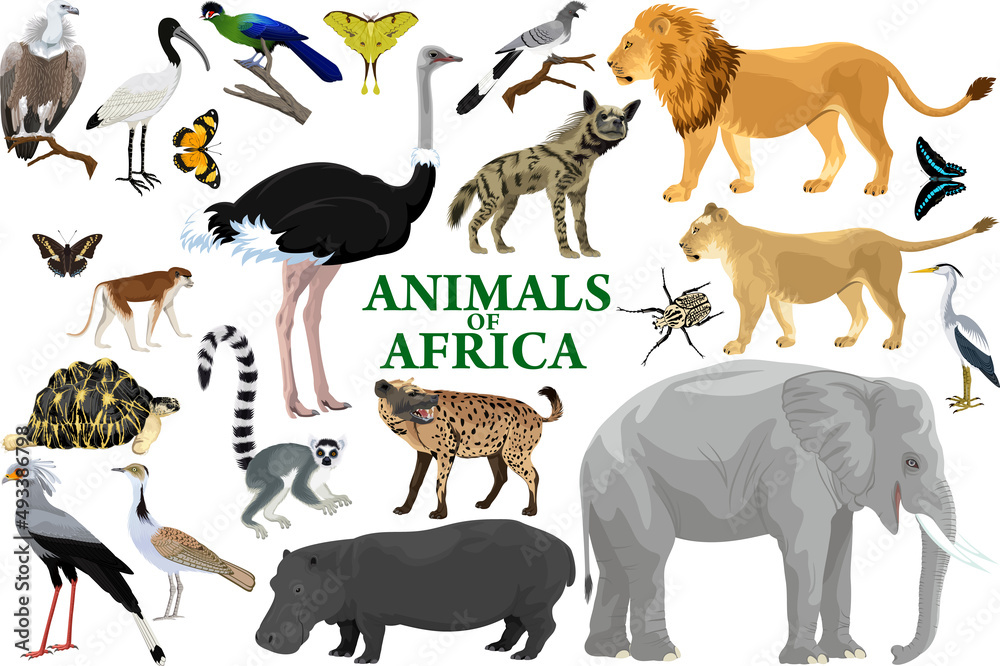 Obraz premium Wild african animals set with lion, elephant, ostrich, hippo, hyena, lemur, vulture and monkey