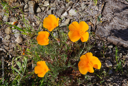 Wild California golden poppies in the spring