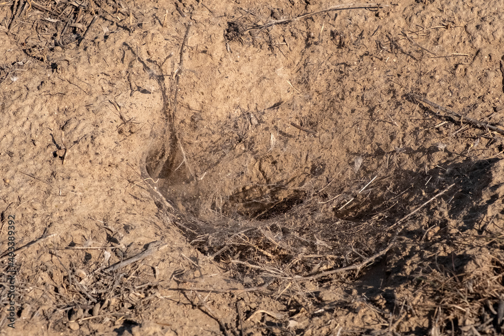 Spider wolf lair in the ground with wed around entrance hole. Spider wolf lair in the ground with wed around entrance hole.