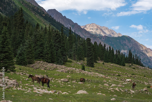 Grazing horses on beautiful mountain valley with spruces and rocky mountains on background. Barskoon river mountain valley. Travel, tourism in Kyrgyzstan concept.