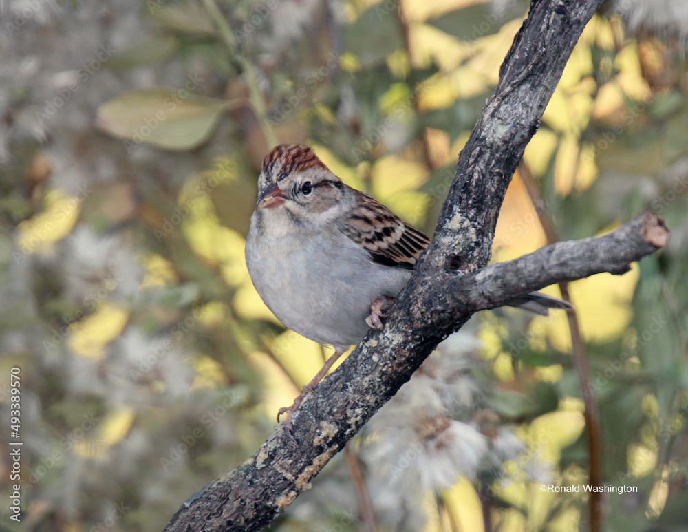 Naklejka premium American Tree Sparrow #3