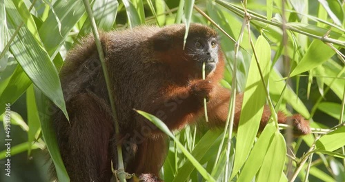 Dusky titi monkey chewing green branch looking towards camera - tripod medium photo